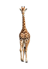 Obraz premium Adult giraffe, full body, brown and tan spotted coat, majestic posture, isolated on a seamless pure transparent background with a river stone, high-key studio lighting, concept of minimalist elegance