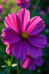 Deep purple cosmos, summer bloom Vivid petals, vibrant color , meadow, dazzling, background