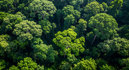 Naklejka premium Vibrant Aerial View of Tropical Rainforest Tree Canopy