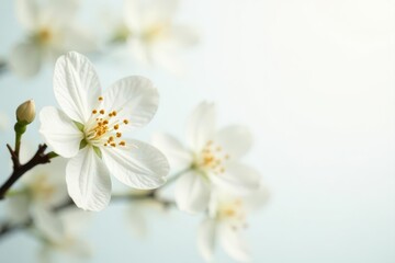 Delicate white vanilla blossom, pure white backdrop, botany, blossom, beauty