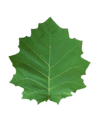 High quality image of a single leaf, with clearly visible veins, isolated on a transparent background. Suitable for ecological designs, botanical illustrations, nature decor and environmental projects