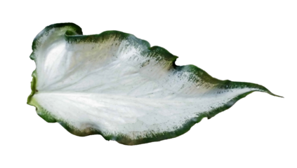High quality image of a single leaf, with clearly visible veins, isolated on a transparent background. Suitable for ecological designs, botanical illustrations, nature decor and environmental projects