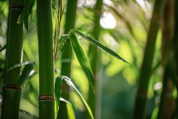 Fresh Green Bamboo Leaves with Water Droplets in Forest