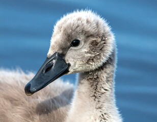 Close Up of a Baby Swan.