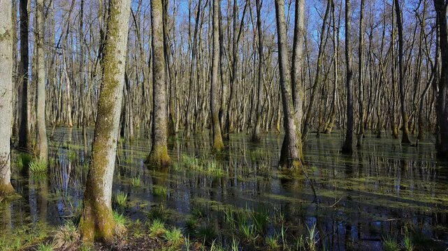 Auwald mit sumpfigem Boden und B&auml;umen unter blauem Himmel, Erlen, Fr&uuml;hling, Naturschutzgebiet Rote Lache von Wolfgang, Wolfgang, Hanau, Hessen, Deutschland, Europa