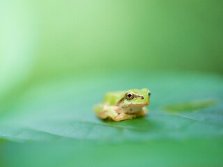 ちょこんと可愛い葉の上の一匹のアマガエル