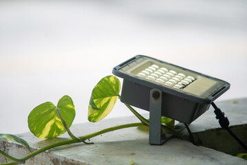 Spotlight with Green Plant Accent