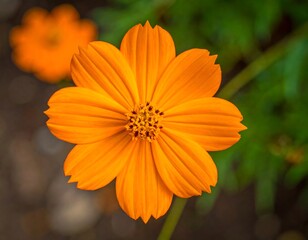 Close Up of an Orange Cosmos Flower.