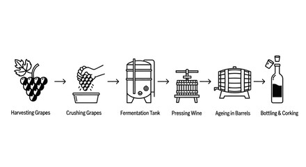A step-by-step infographic illustrating the winemaking process from grape harvesting to bottling.