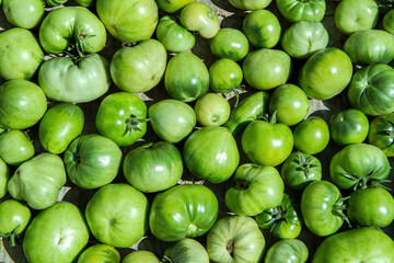 Many green tomatoes ripen in the sun. Green tomato texture