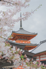 Fototapeta premium Traditional Japanese pagoda framed by cherry blossoms in full bloom during spring season in Kyoto, symbol of culture, heritage and travel destination for visitors enjoying authentic Japan.