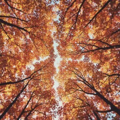 A beautiful autumn scene with trees full of orange leaves