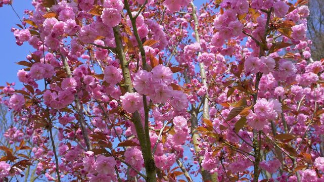 Rosa, Kirschbl&uuml;ten, Lisse, Provinz S&uuml;dholland, Niederlande, Europa