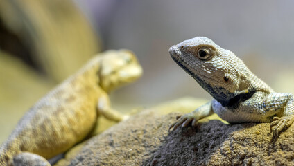 Steppe agama (Trapelus sanguinolentus), close-up