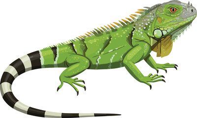 Green iguana side view, realistic reptile illustration, vector animal design, educational biology content, tropical wildlife, lizard anatomy image