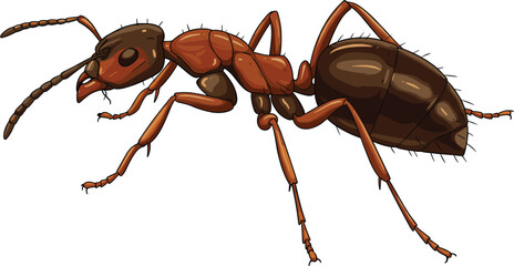 Realistic ant vector illustration, detailed insect anatomy, segmented body design, educational biology image, entomology reference, scientific animal drawing