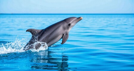 Naklejka premium Dolphin jumping in the ocean 24