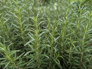 Close up on rosemary (Salvia rosmarinus), an edible herb