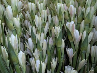 Stems of White tuberose (Agave amica) with white flower buds