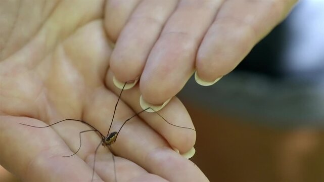 Person gently holding a daddy long legs spider or harvestman in their hand