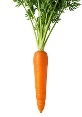 A pristine, vibrant orange carrot with detailed fresh green leaves, impeccably clean, isolated on a transparent seamless studio background with ample copy space, healthy produce concept