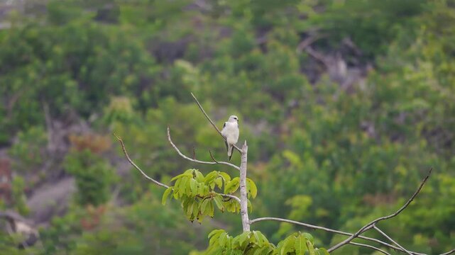 Black-winged kite (Elanus caeruleus) or black-shouldered kite perched on a tree branch against a lush foliage background. White bird standing on tree top