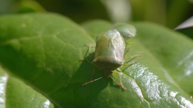 A couple of green stink bugs perform their mating ritual over a chard leaf.