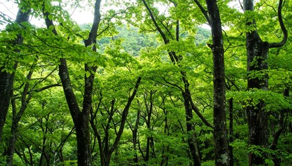 Lush green forest canopy with bright spring leaves