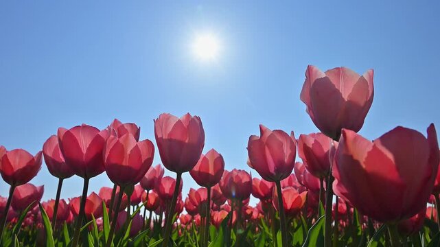 Bl&uuml;hende Tulpen (Tulipa), rot, blauer, Himmel, Sonne, Fr&uuml;hling, S&uuml;dholland, Niederlande, Europa