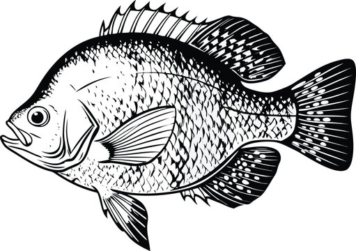 Crappie: A detailed illustration of a crappie, a freshwater fish known for its distinctive appearance and popularity among anglers.