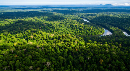 Aerial Tropical Rainforest with Rolling Hills Canopy