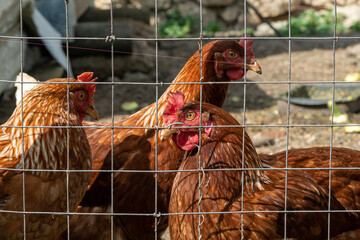 There are three brown chickens located behind a sturdy wire fence