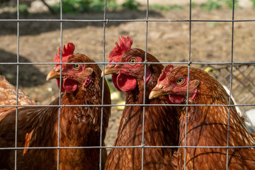 There are three brown chickens located behind a sturdy wire fence