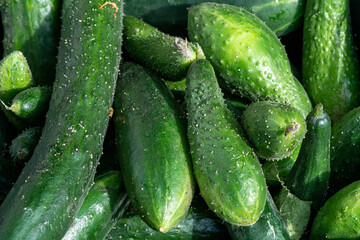 Lots of green cucumbers on the counter in the market. Food photography template.