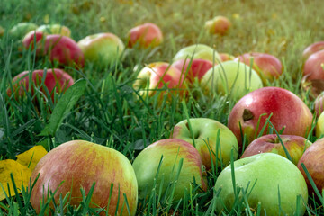 Many fallen red apples in green grass. Autumn background