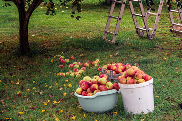 In the grass under a tree stand two buckets filled with fresh apples. The harvest is in the fall.