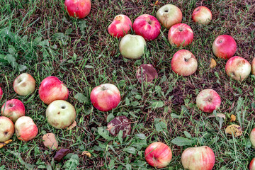 Many fallen red apples in green grass. Autumn background