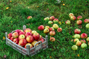 In the grass under a tree stands a box filled with fresh apples. The harvest is in the fall.