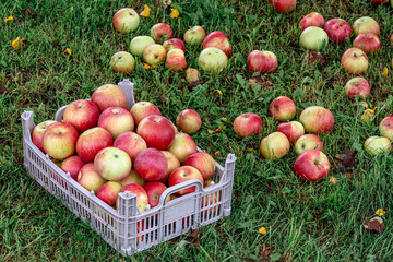In the grass under a tree stands a box filled with fresh apples. The harvest is in the fall.