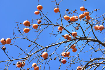 青空とカキの実
