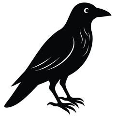 raven shadow silhouette vector illustration
