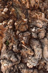 Natural Wood Bark Texture Closeup. Detailed macro of natural brown bark texture, ideal for rustic designs, eco backgrounds, and organic surface overlays.