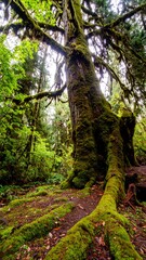 Obraz premium Lush, verdant forest scene