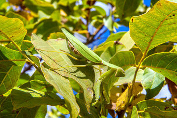 A large green mantis in the foliage of a tree