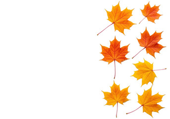 Fototapeta premium Vibrant orange and yellow maple leaves with red stems, detailed veins, arranged flat lay on a bright white background with left copy space, UHD commercial studio photo, top-down view. Concept for