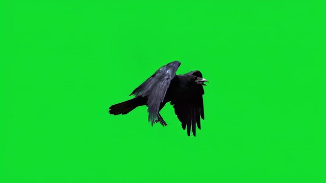 A black raven flying slowly and cawing, isolated on a solid green screen eerie, isolated, foreboding