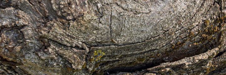 Horizontal tree bark close-up texture. High resolution horizontal section of old tree bark with natural cracks, rough organic background.