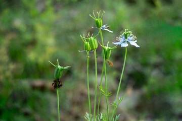 An medicinal plant, pale blue or purple flowers Nigella or kalojira