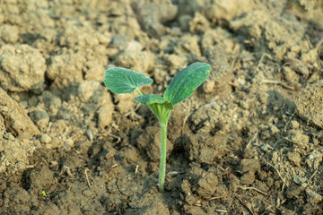 A young pumpkin seedling or Cucurbita pepo sprouts organic farming