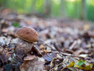 Edible mushroom Leccinum scabrum, koz&aacute;k brezov&yacute;, growing on forest floor among autumn leaves, close-up of boletus fungus in natural habitat.